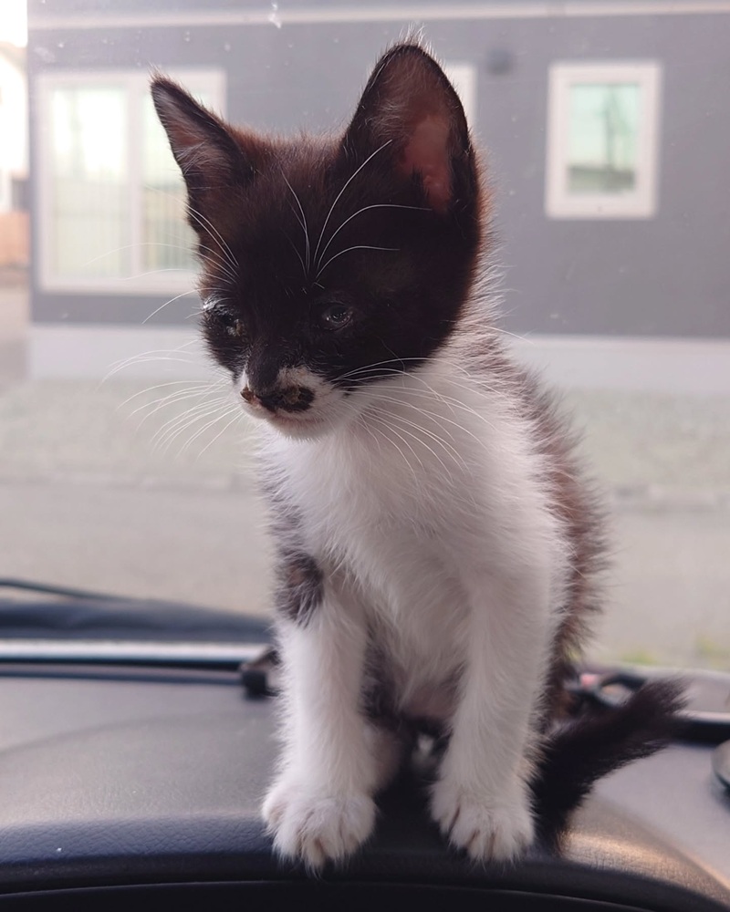 引き取った赤ちゃん猫