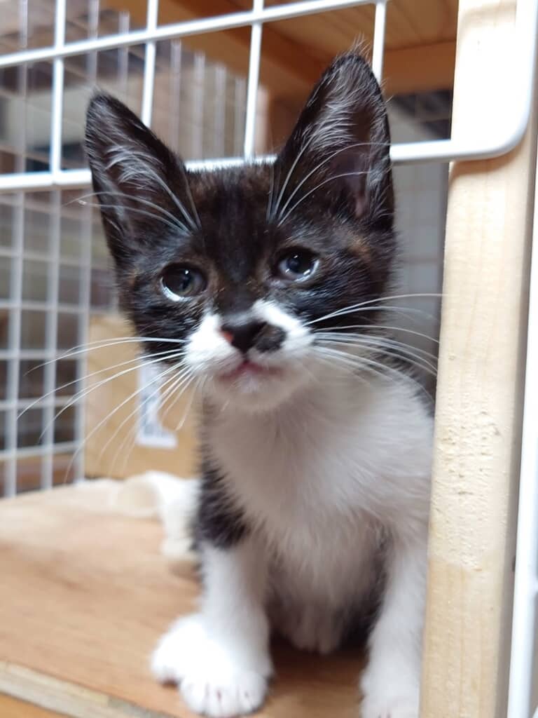 目がきれいになった赤ちゃん猫