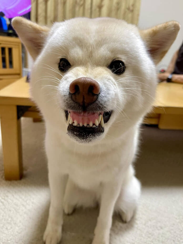 お兄ちゃんには鬼の形相