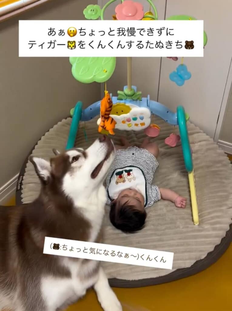ティガーのぬいぐるみをクンクン