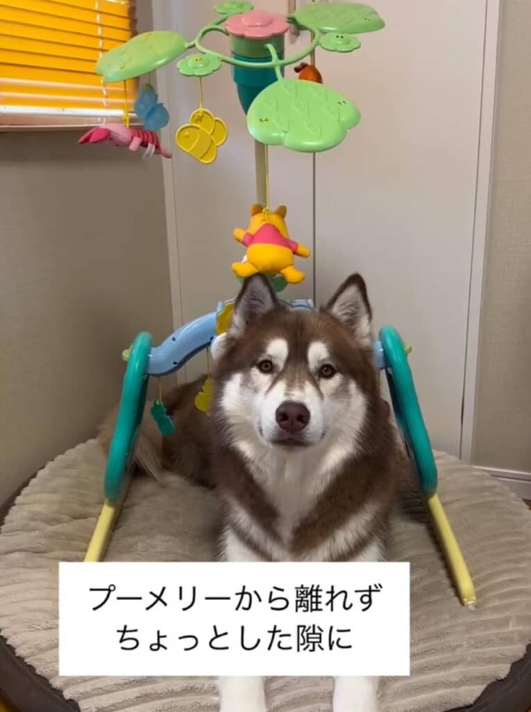 ZIGGYくんは「プーメリー」のそばから離れようとしません