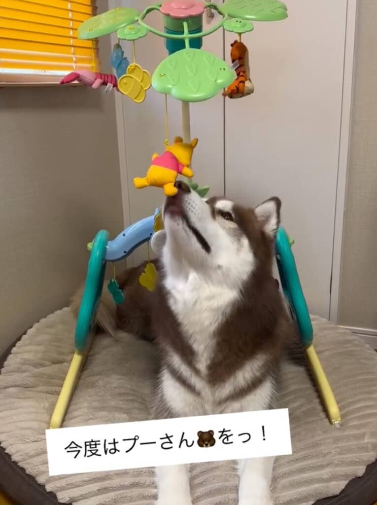 これは見てない時に遊んじゃうやつだ