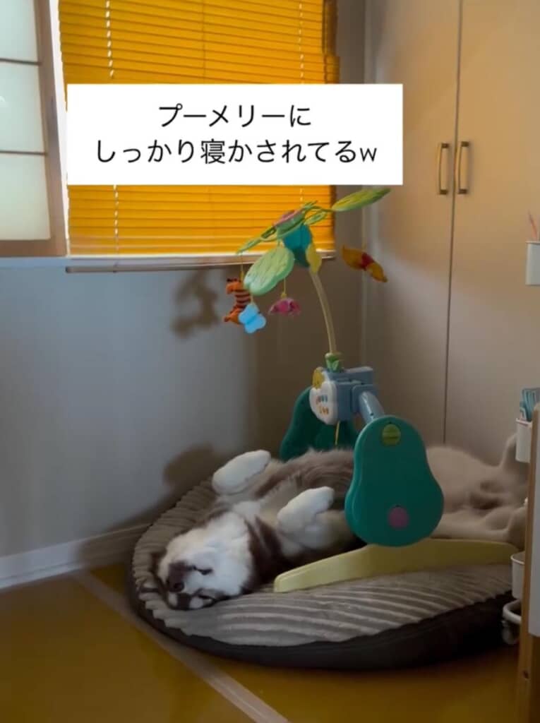 数分後、「プーメリー」にしっかり寝かされているZIGGYくん