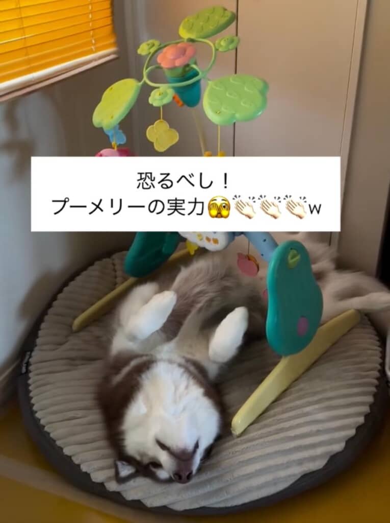 「プーメリー」の実力に驚き