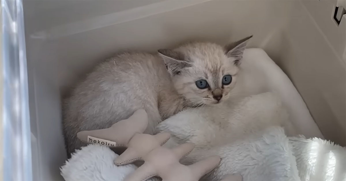 隅で縮こまっていた“小さな小さな子猫”→大切に育てて1年後……　成長した姿に「感動」「ほほ笑ましくて癒やされます」（1/3） | 猫 ねとらぼ