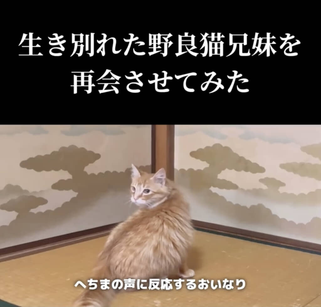 同じ部屋に連れてこられたおいなりくん