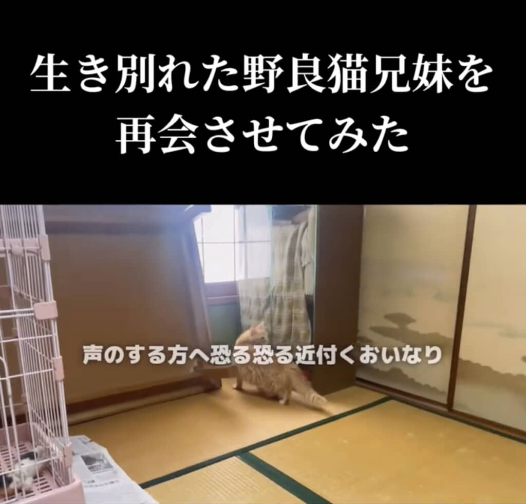 少しずつ近づいて……