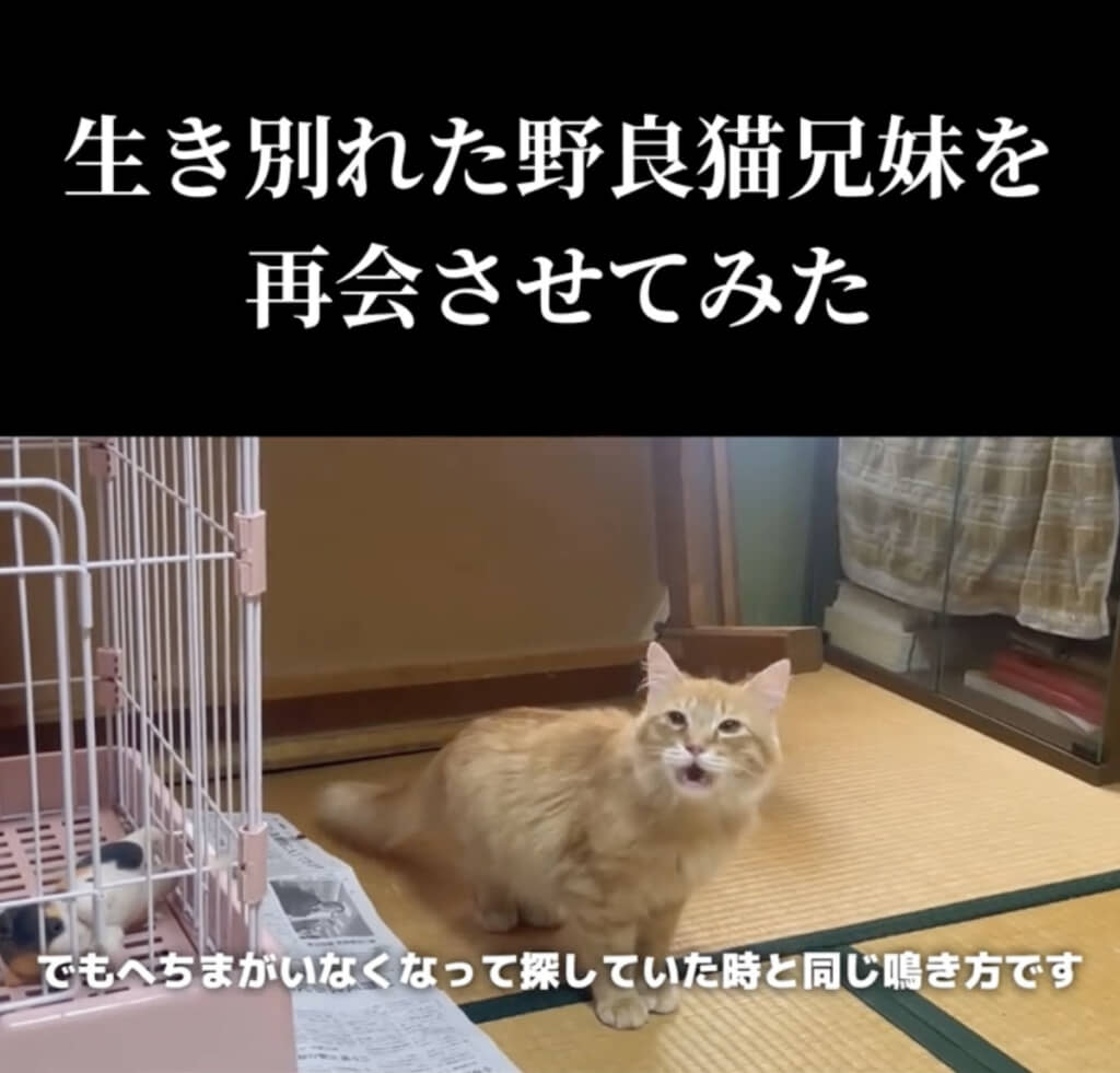 へちまちゃんに気付いた様子のおいなりくん