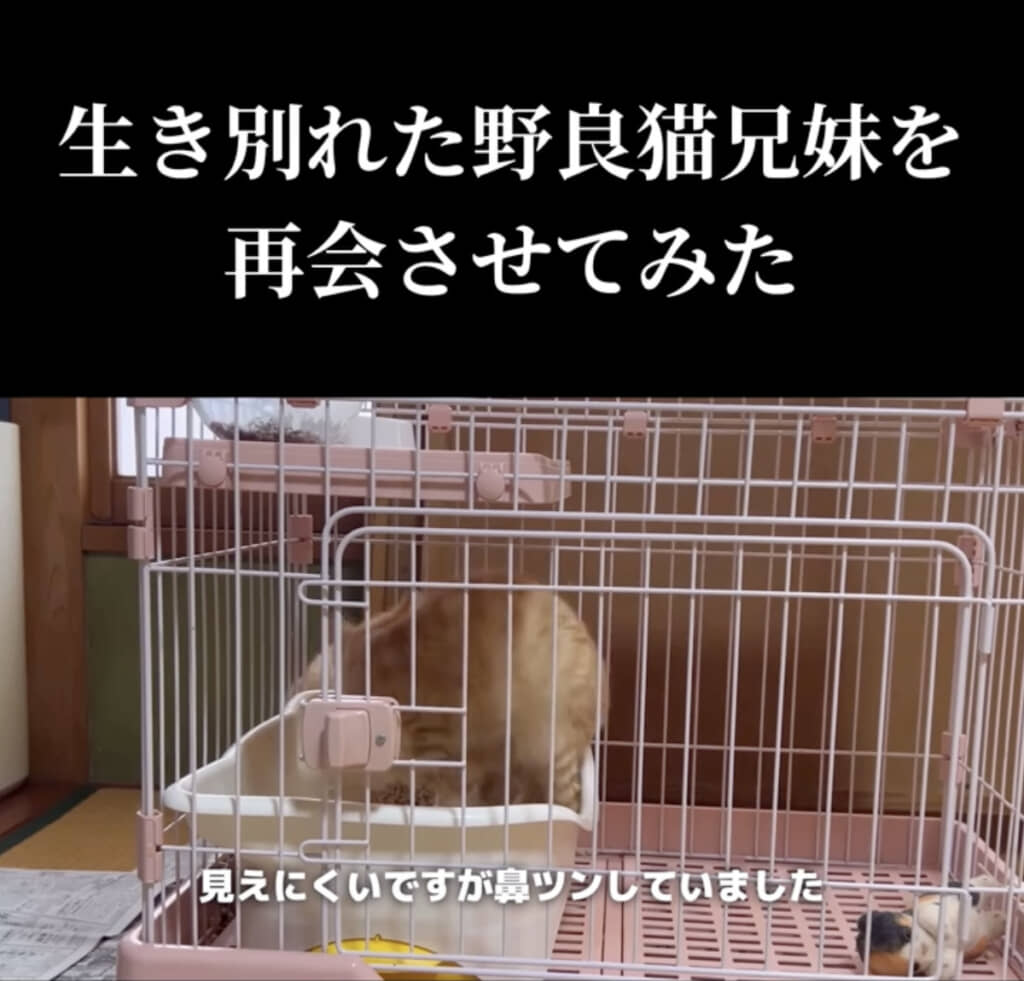 「鼻ツン」を交わしました