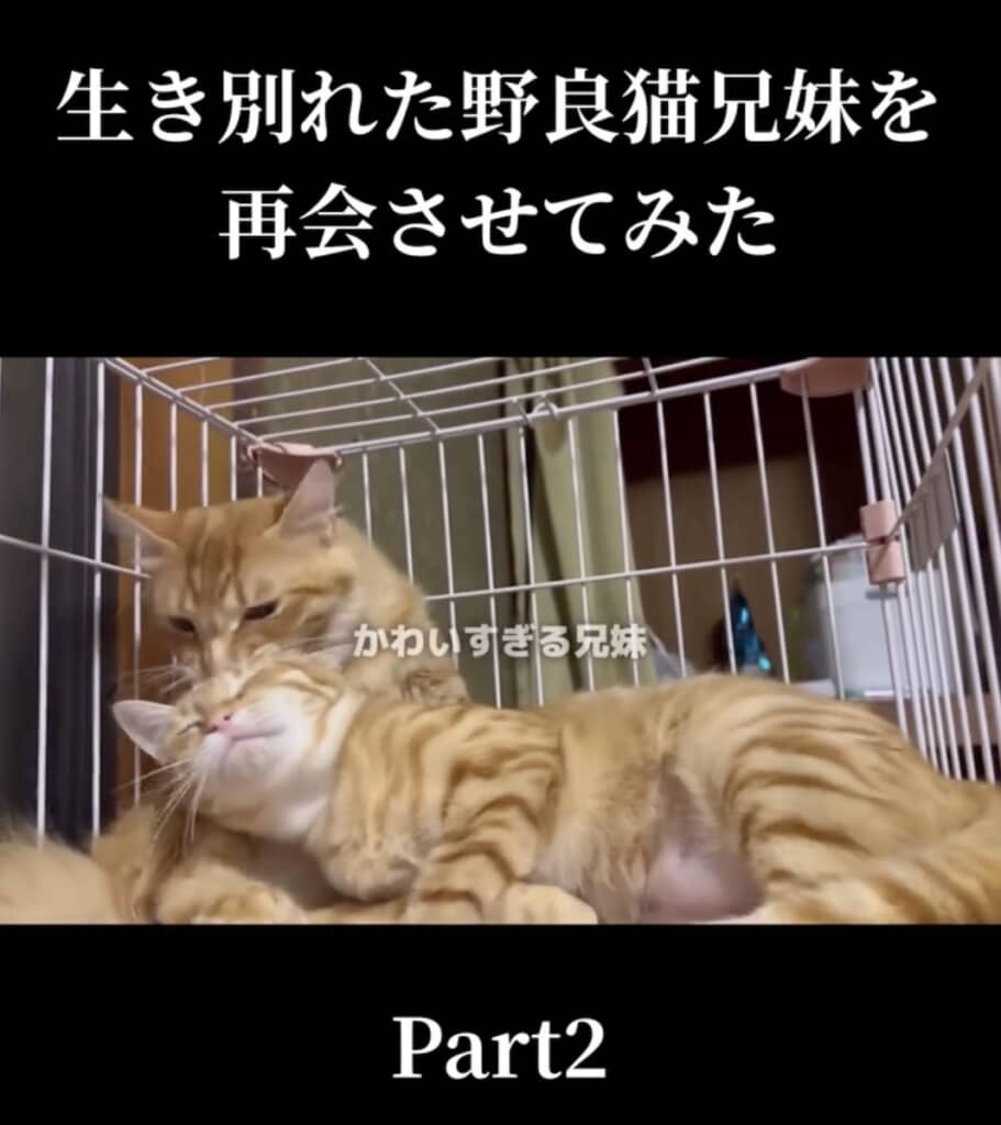 仲良しきょうだい