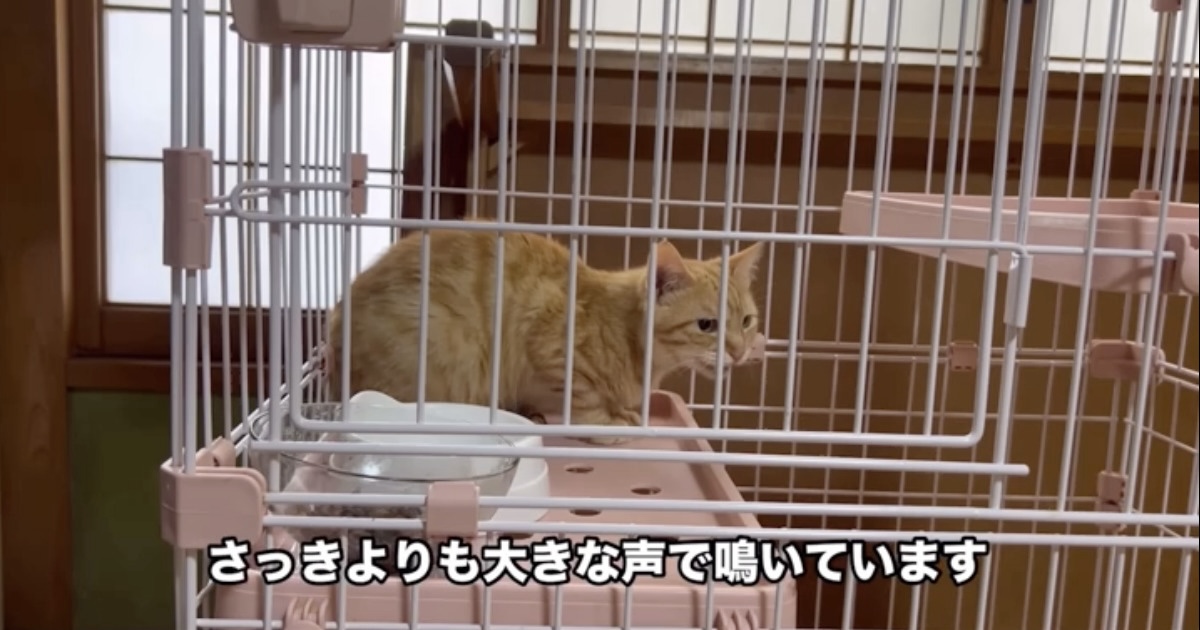 生き別れた野良きょうだい猫、2カ月後に再会すると…… “まさかの反応”に「胸が熱くなりました」「ダメだ~涙が」(1/2) | 猫 ねとらぼ