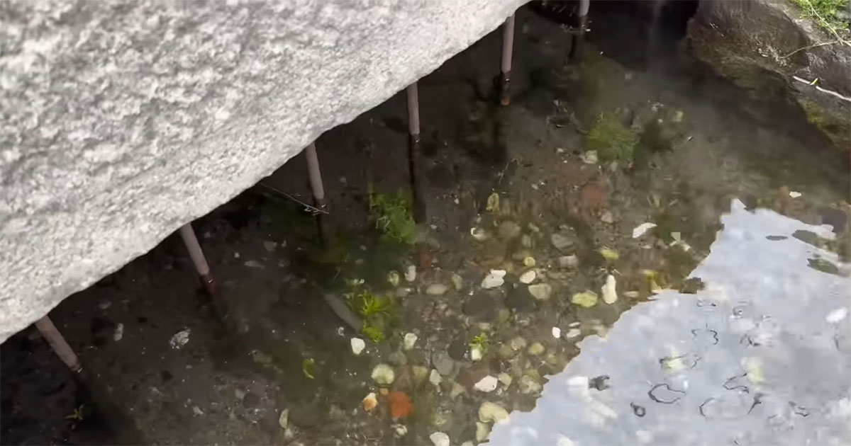 住宅街の用水路で“とんでもない魚”を発見→短い竿で釣り上げたら興味深い結末「すげぇ」「知りませんでした」（1/3） | その他生き物 ねとらぼ