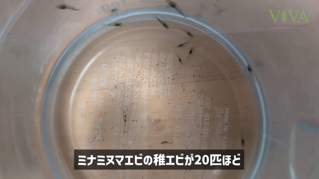 ミナミヌマエビの稚エビ20匹をケースに入れます
