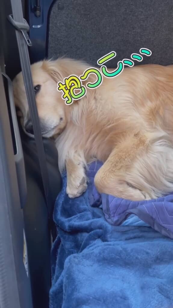 抱っこ待ちのかわいいお顔