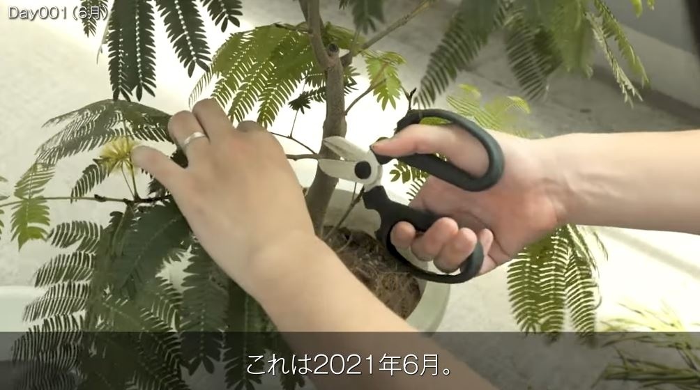 元のエバーフレッシュ