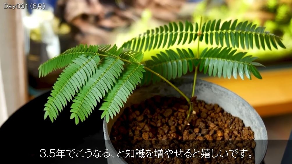 2021年6月に挿し木に