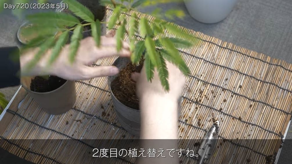 2023年5月に2度目の植え替え