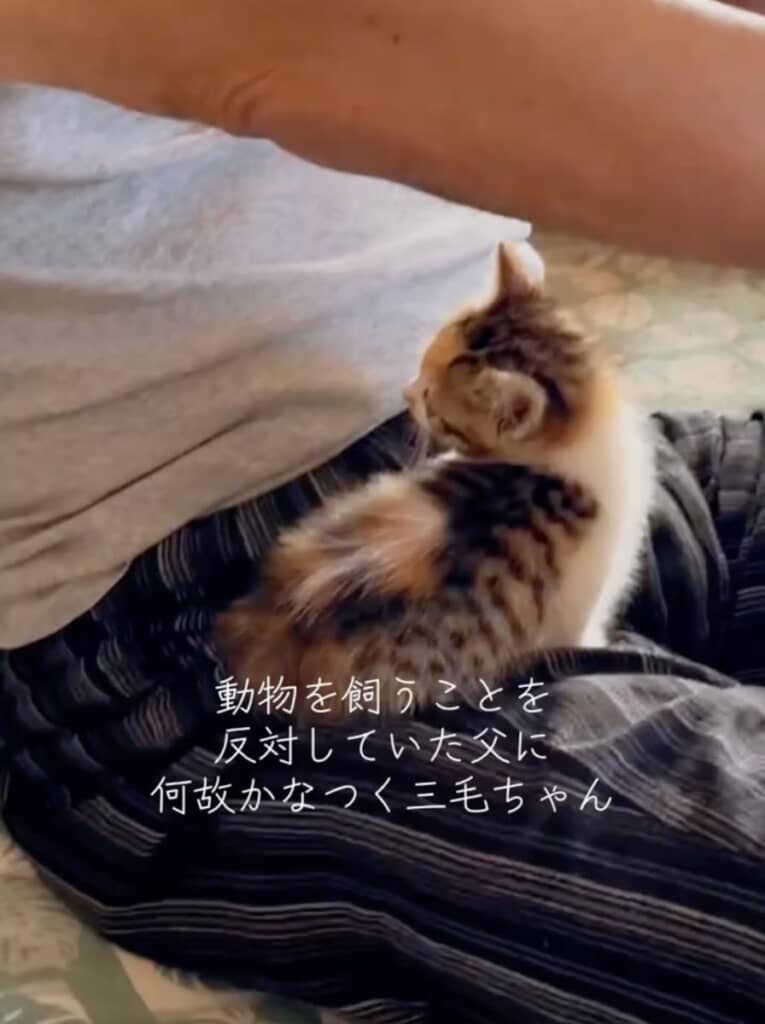 動物嫌いな父に甘える子猫