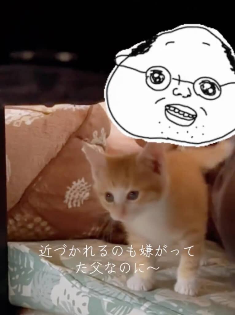 子猫たちに近づかれるだけでもいやがっていました