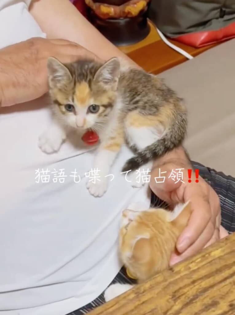 子猫を独占する父