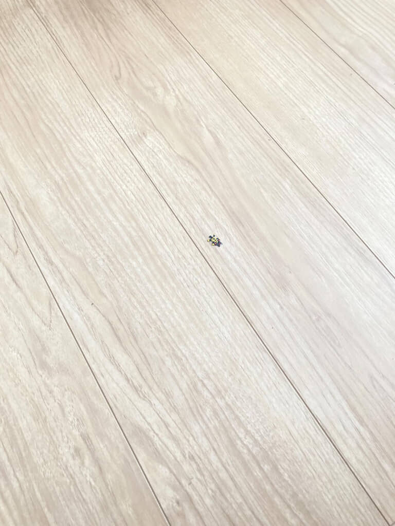 床にも虫のようなものが