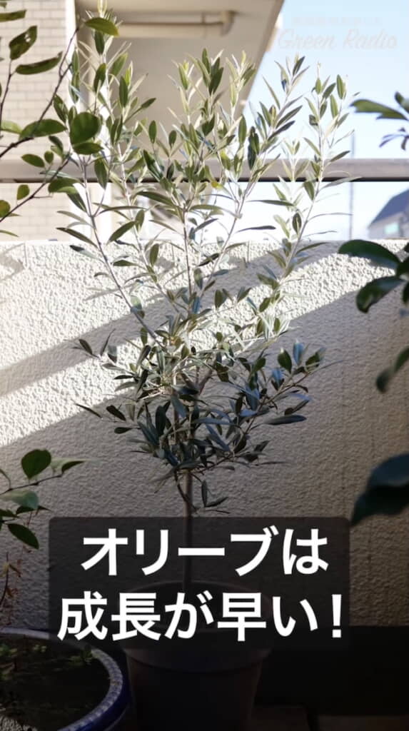 すくすく伸びていくオリーブ
