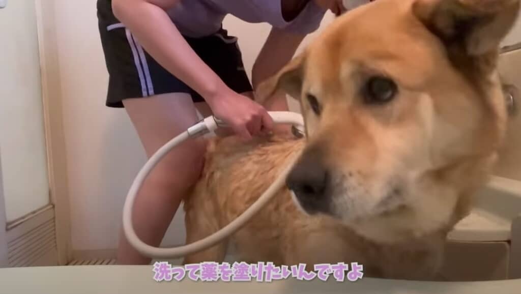 お風呂で洗います