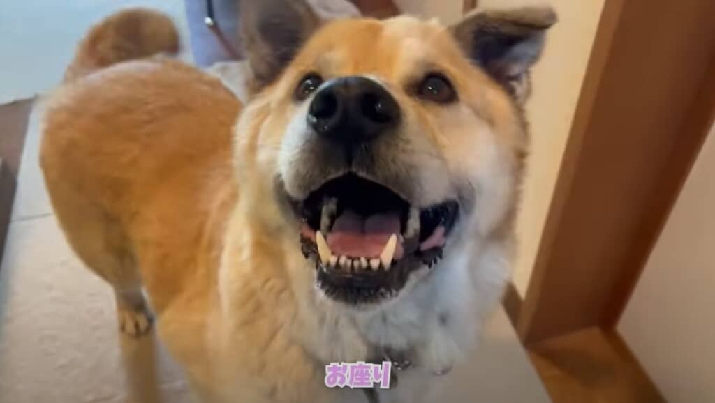 ごほうびのお芋を待っているお顔