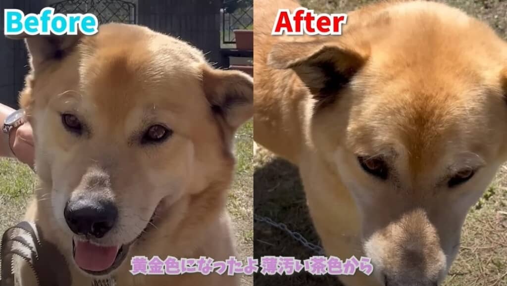ビフォーアフター