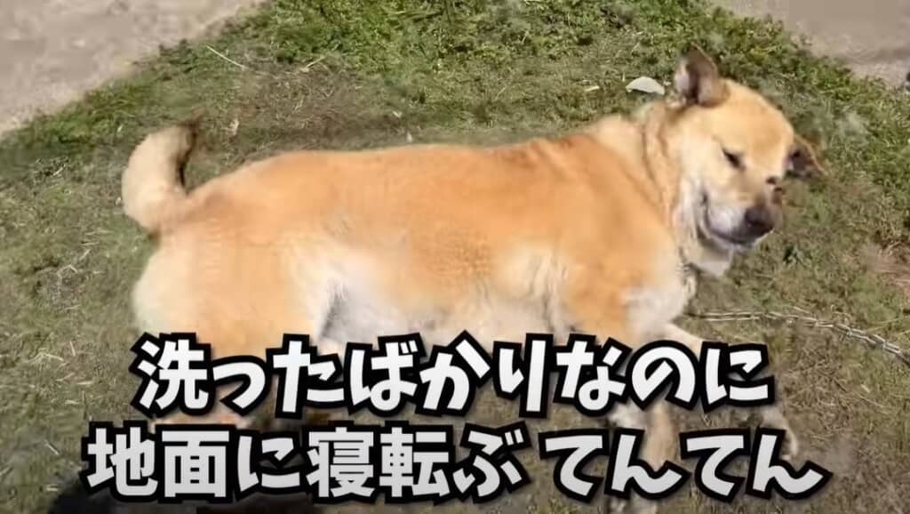 洗ったばかりなのに地面にゴロン