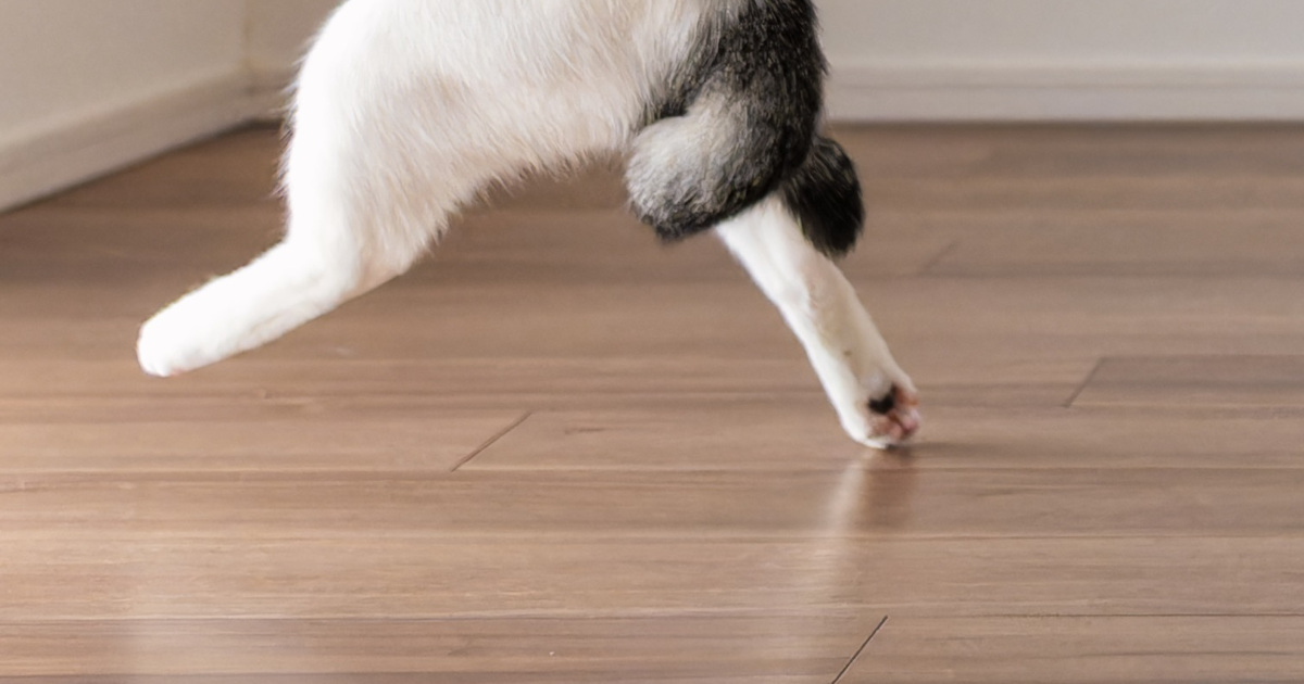 「猫界のジョジョ」　プロが愛猫を撮影すると……マンガみたいなまさかの姿に驚きの声「AIで作ったかと」「ホワッツ・マイケルそのもの」（1/3） | 猫 ねとらぼ