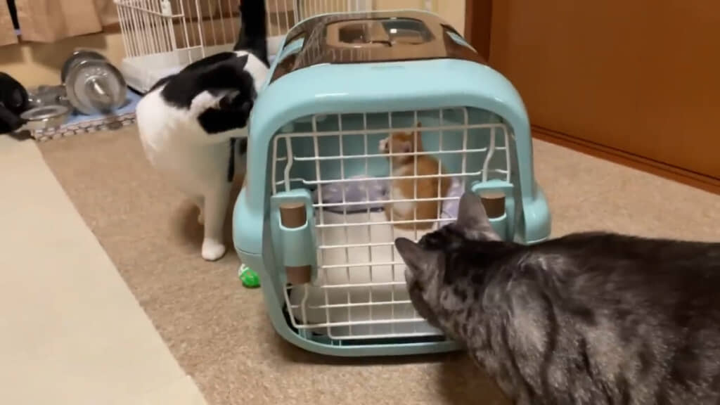 新入りの子猫を興味津々といった感じで観察する先住猫たち