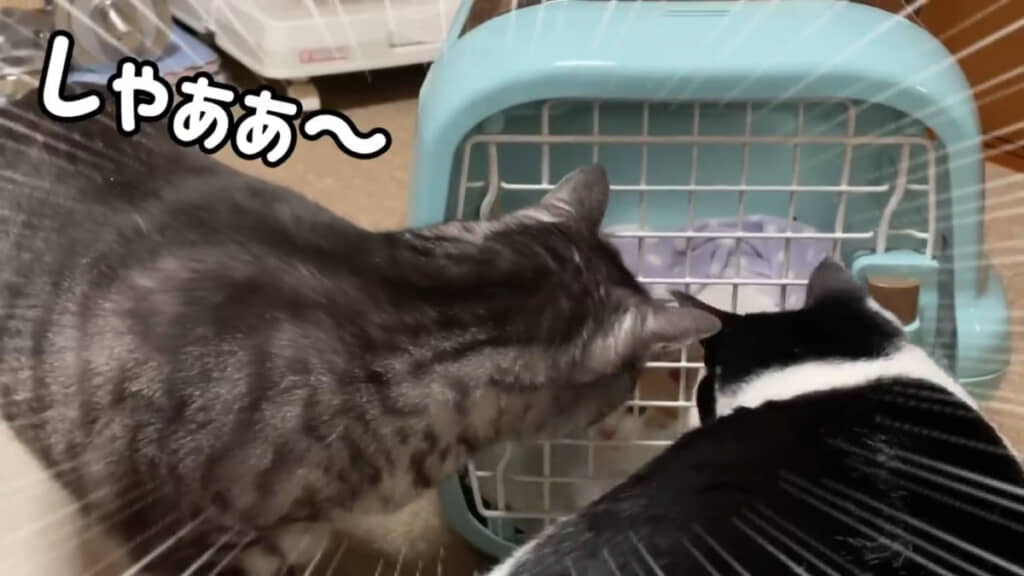 突然の威嚇にびっくり！