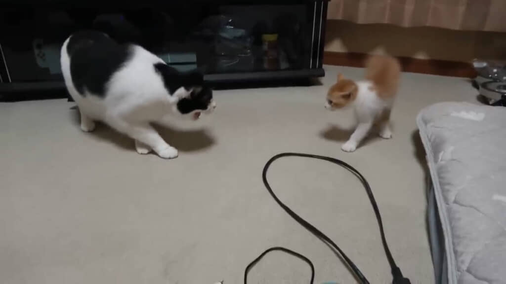 「シャー！」はするけど、ビビっているのは先住猫たちの方かも（？）