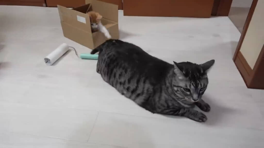 尻尾で遊んであげるたまちゃん