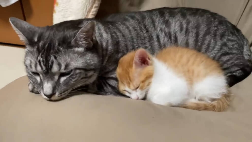 たまちゃんとれもんちゃんの親子のようなツーショット