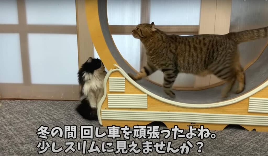 ダイエットに成功したつむぎくん