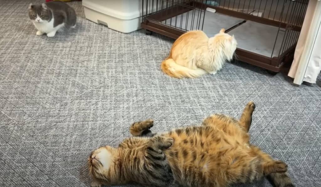 夏になるとへそ天猫が続出