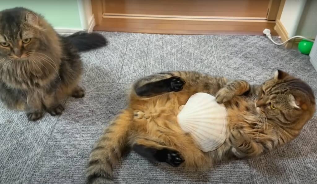 猫のお腹にホタテをのせるとラッコに変身！