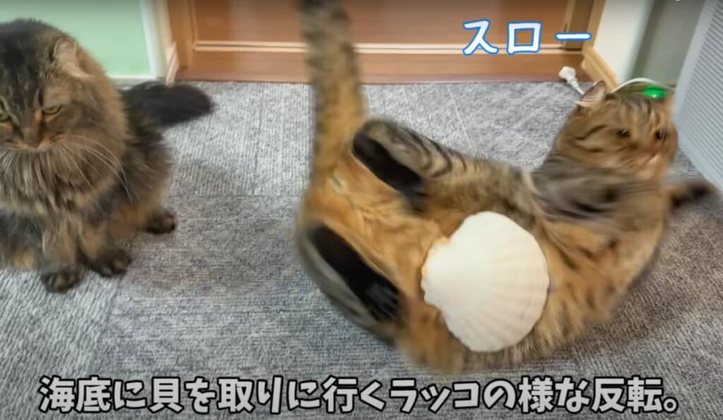 面白いリアクションを見せてくれたつむぎくん