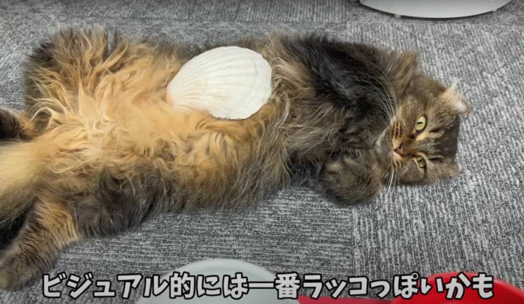 1番ラッコぽいビジュアルのたんこちゃん