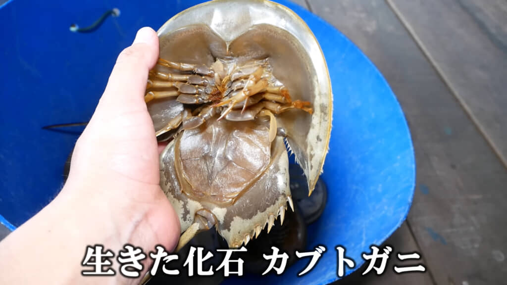 生きた化石とも呼ばれるカブトガニを食べに行きます