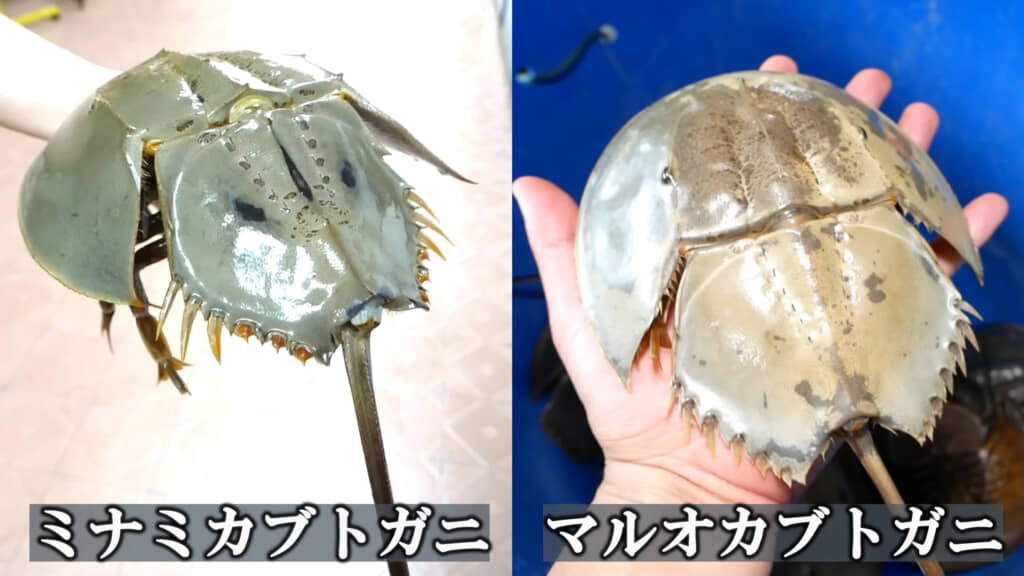 マレーシアに生息している、ミナミカブトガニとマルオカブトガニ