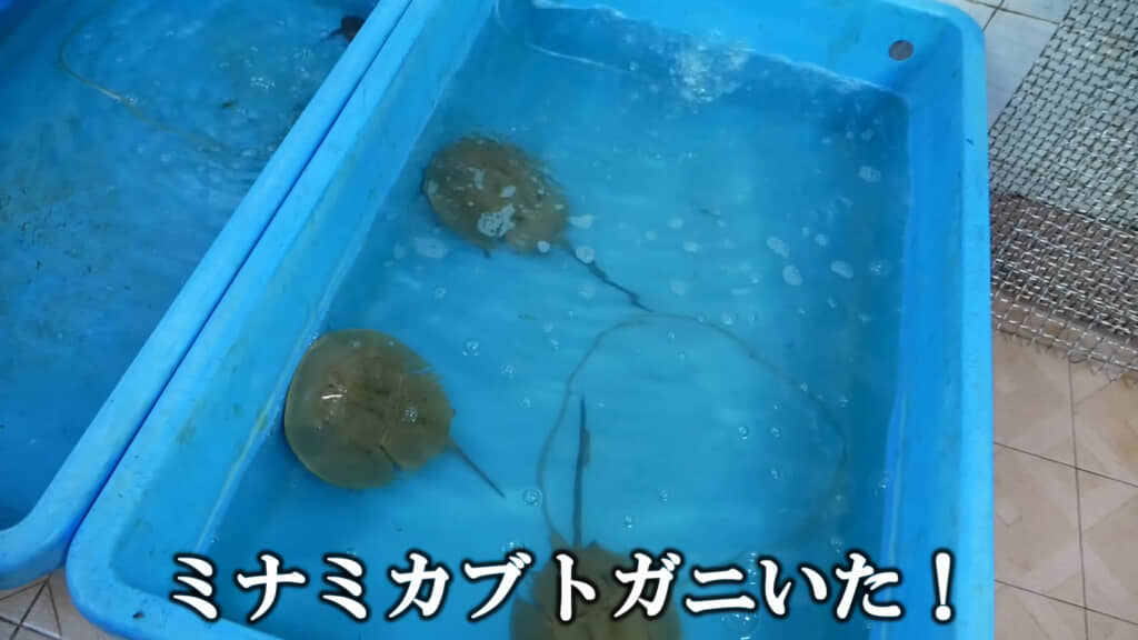 ミナミカブトガニがいました！！！