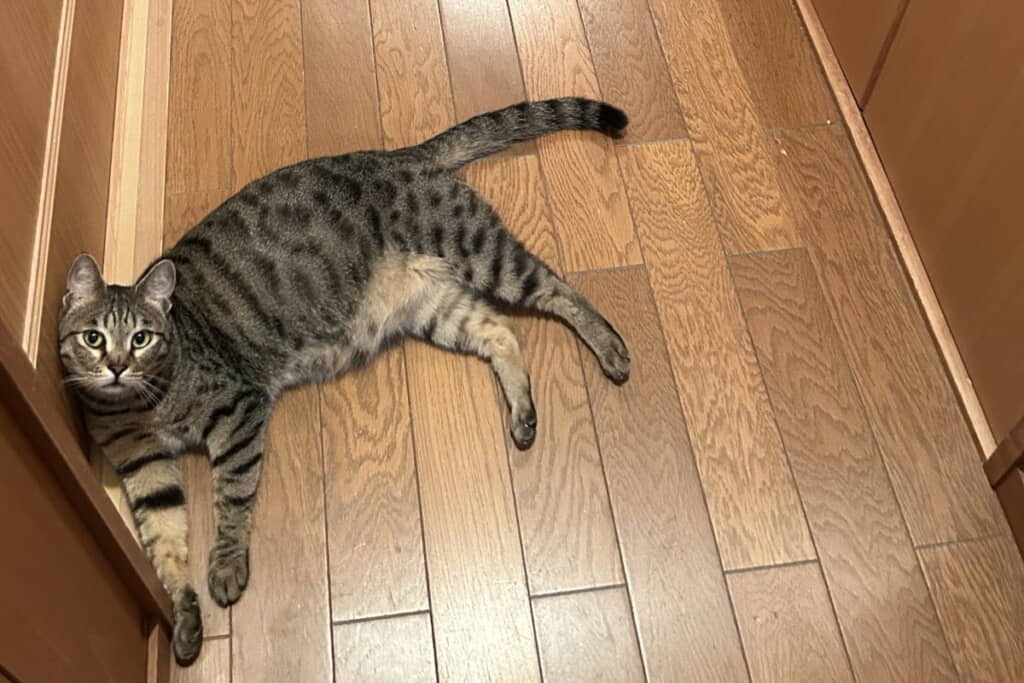 廊下に猫ちゃんが……