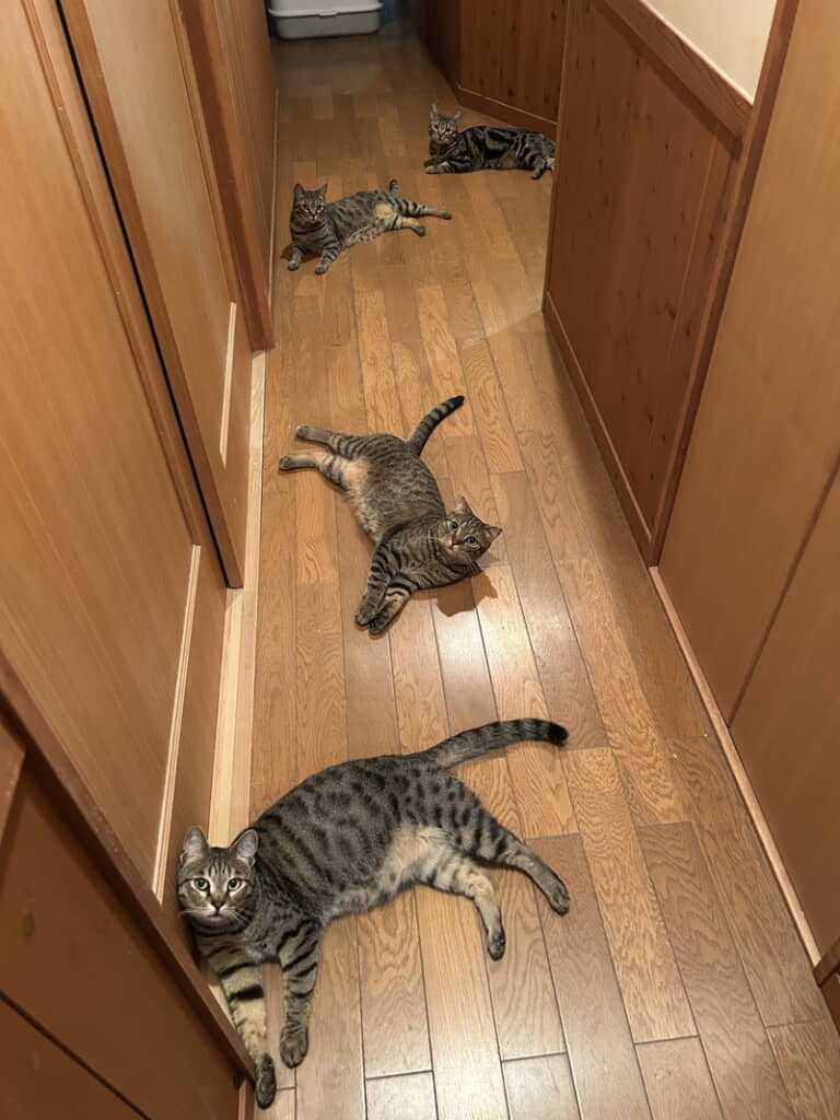 こんなにも！
