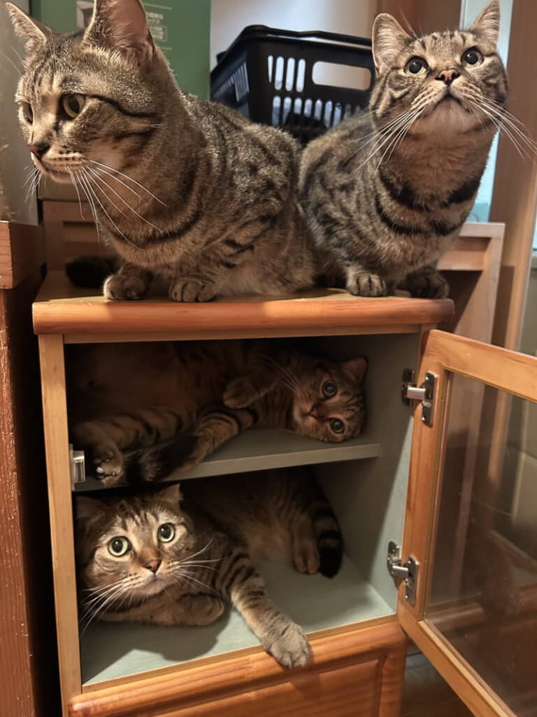 もらった棚は……
