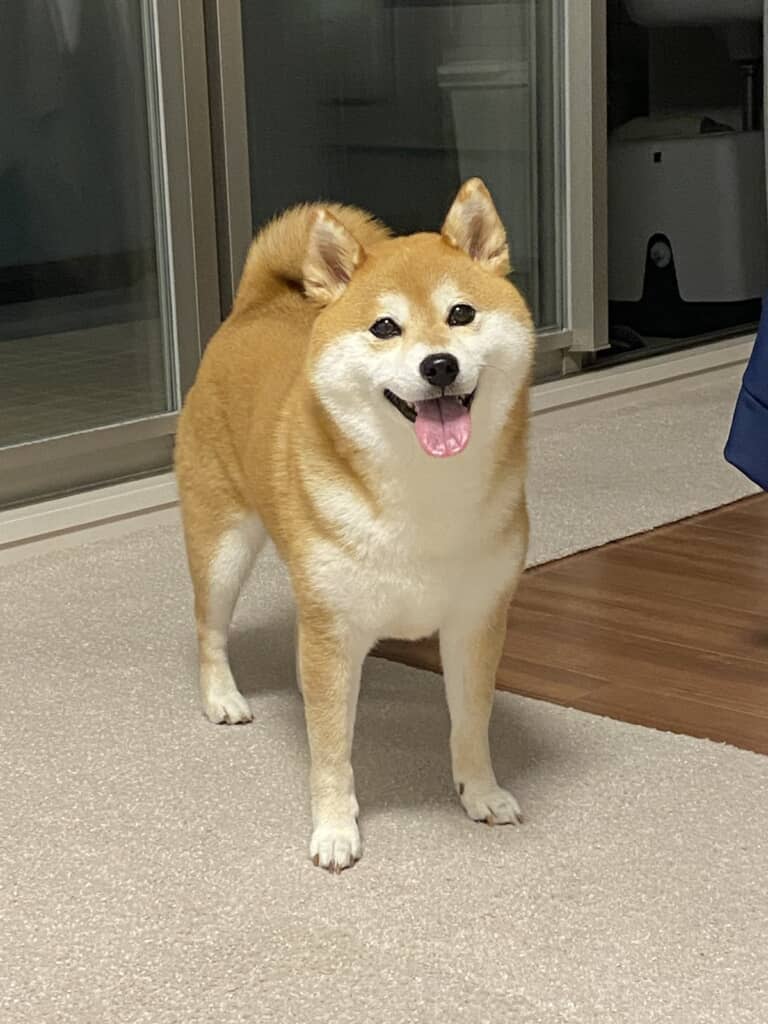 ひるねちゃん
