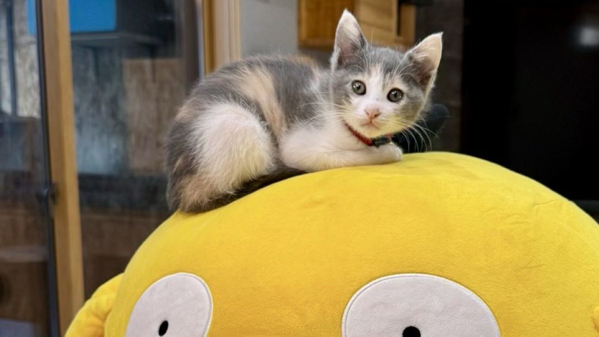 ←7カ月前　今→　大きなコダックぬいぐるみが、猫と一緒に暮らしたら……　100万表示の“まさかの変化”に反響　「進化ですね」（1/2） | 猫 ねとらぼ