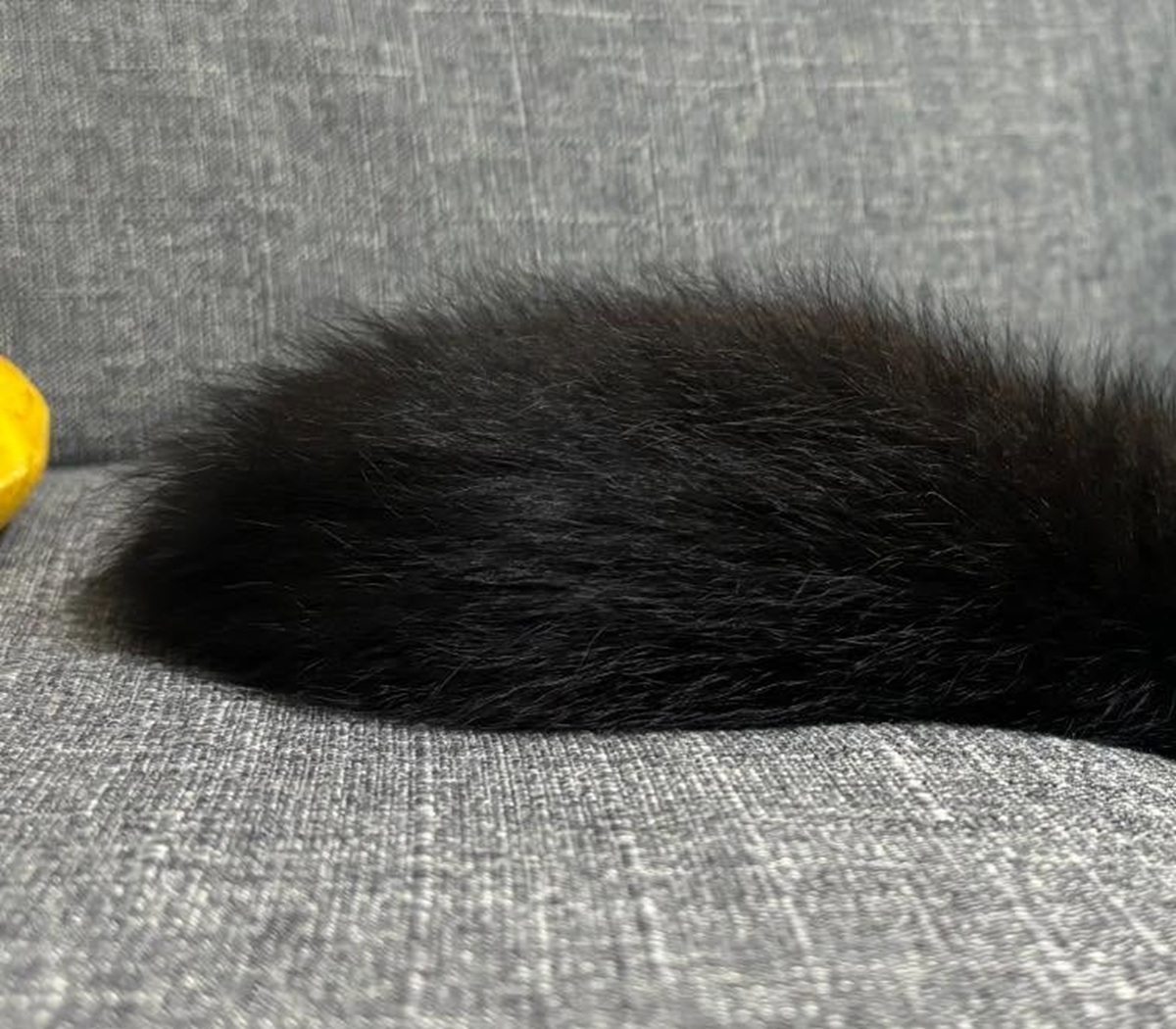 ジジそっくりな黒猫の子猫を保護、すやすやな寝姿から約1年後……　まさかの“ジブリ感”に「たまんねぇ」「かわいすぎる」（1/3） | 猫 ねとらぼ